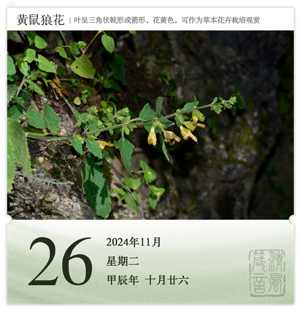 1730190017697039.png 箴历日历11-26.png