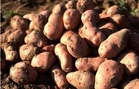 一斤一块五——实名制洋芋网销订单累计近4万单