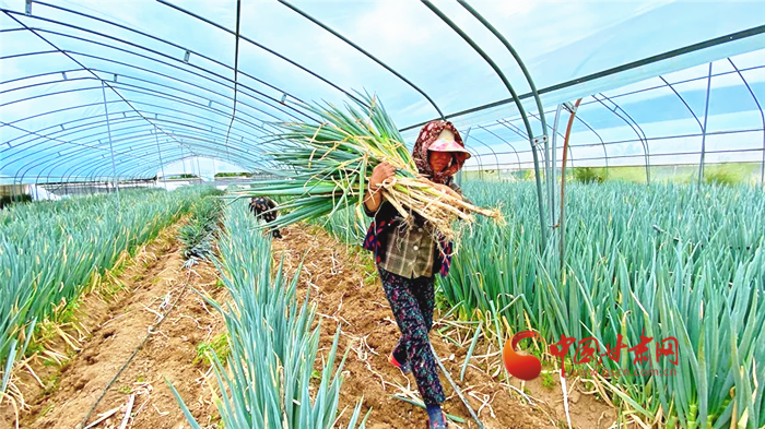 【小康圆梦·看凯发k8】兰州榆中王保营村：大葱产业助农增收